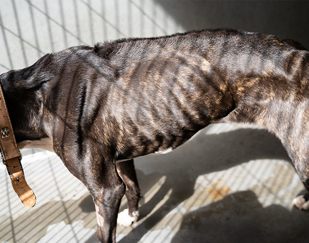 ava the dog is lucky to be alive